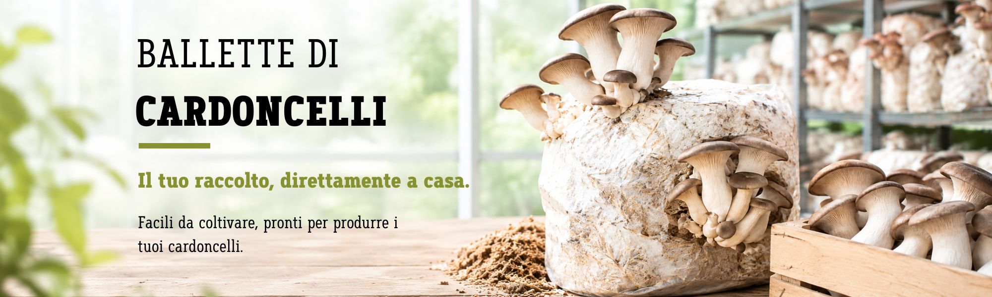 Funghi
